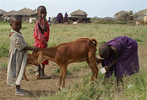 give a goat in africa|Give A Goat .